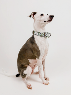 Ball is Life – Martingale Dog Collar