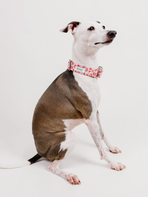 Boston's World – Martingale Dog Collar