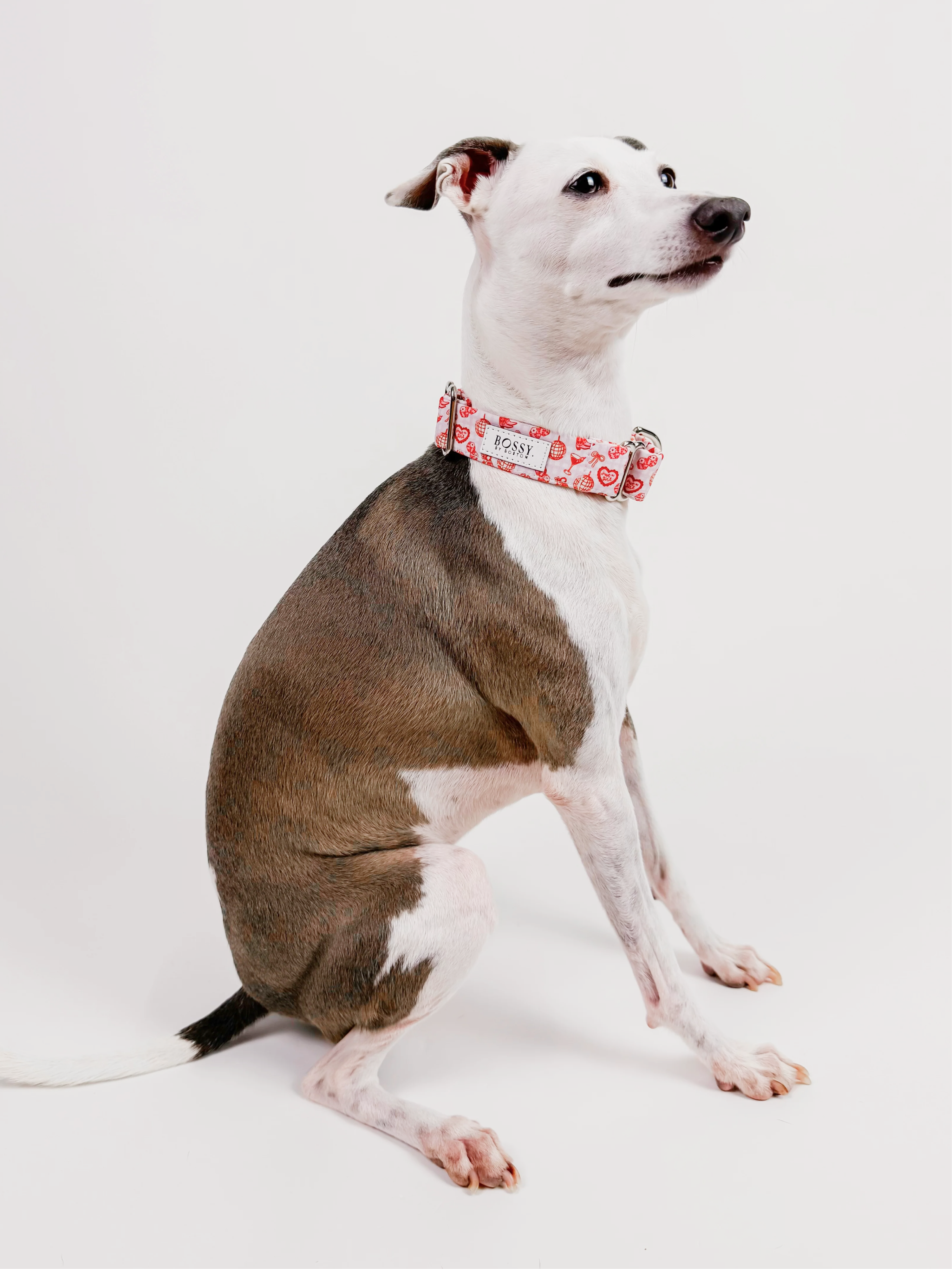 Boston's World – Martingale Dog Collar