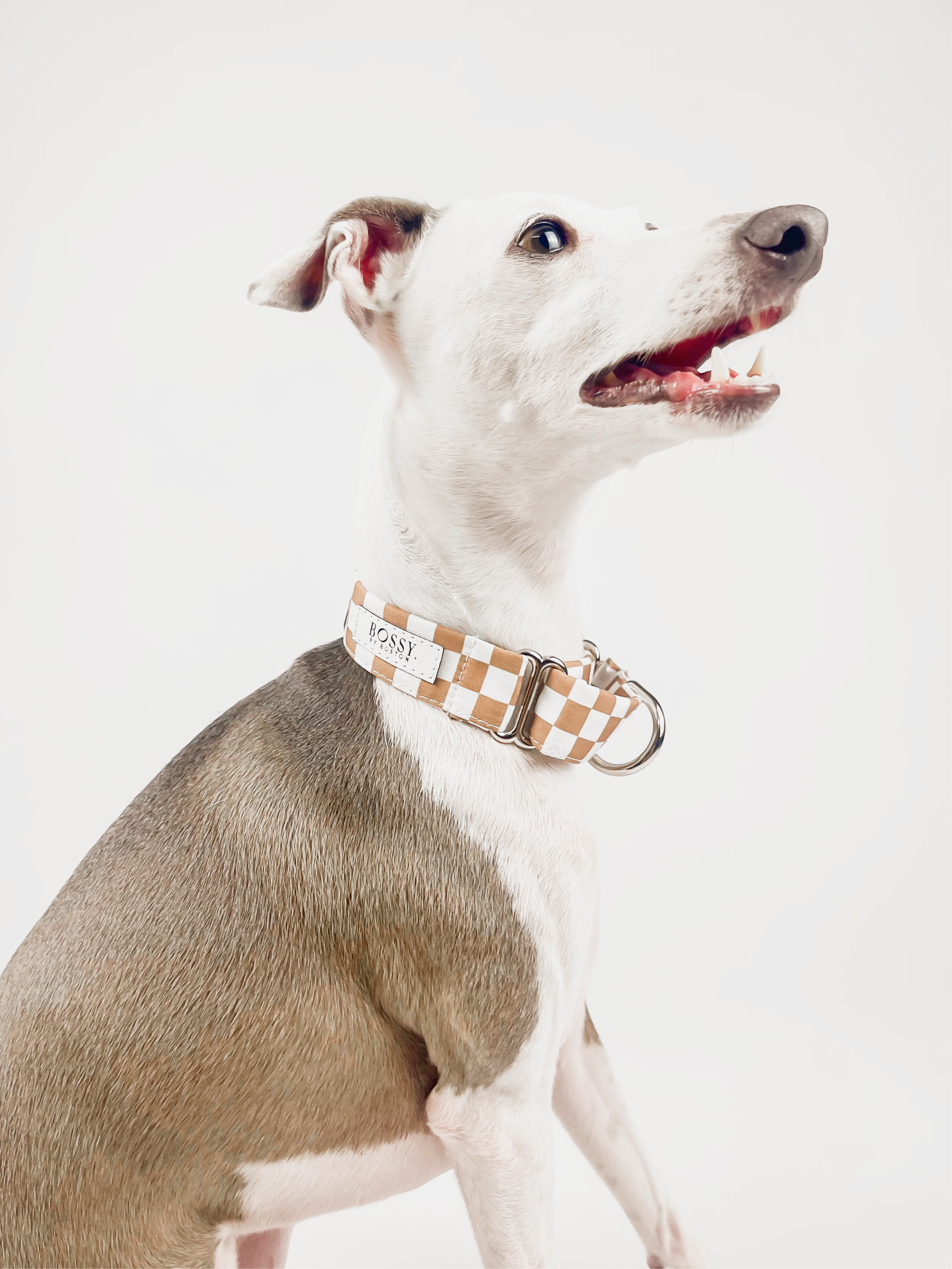 Desert – Martingale Dog Collar – Bossy by Boston