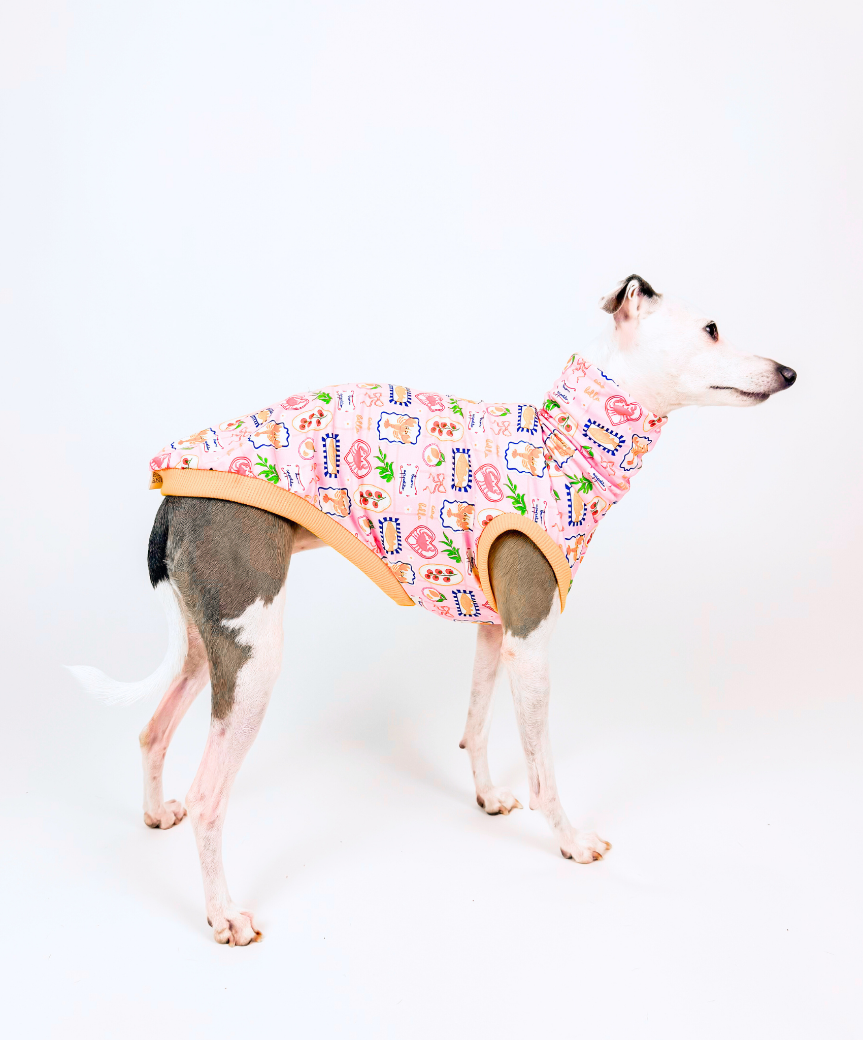 Dog wearing a colorful patterned coat on a white background