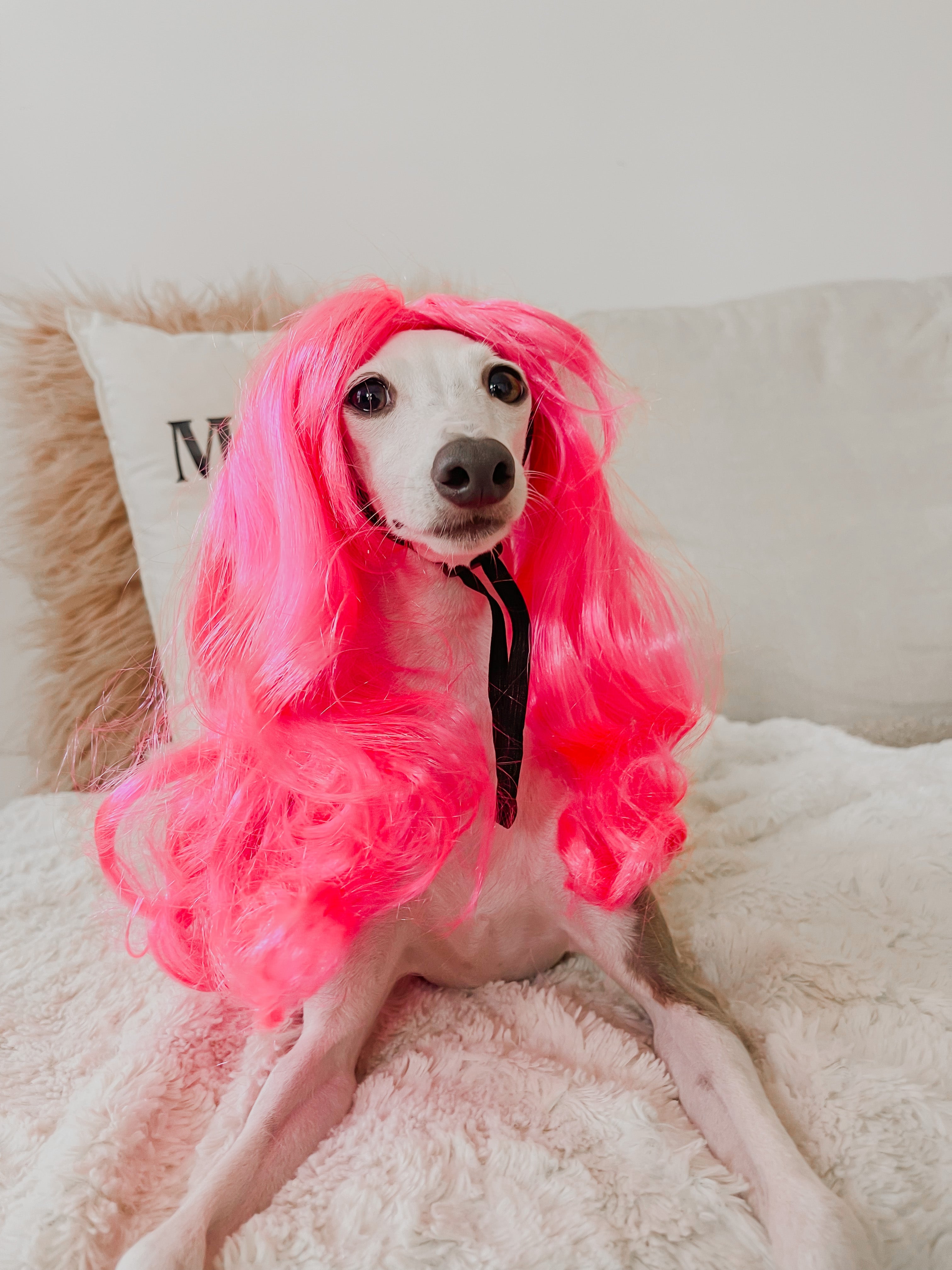 Dog Wigs