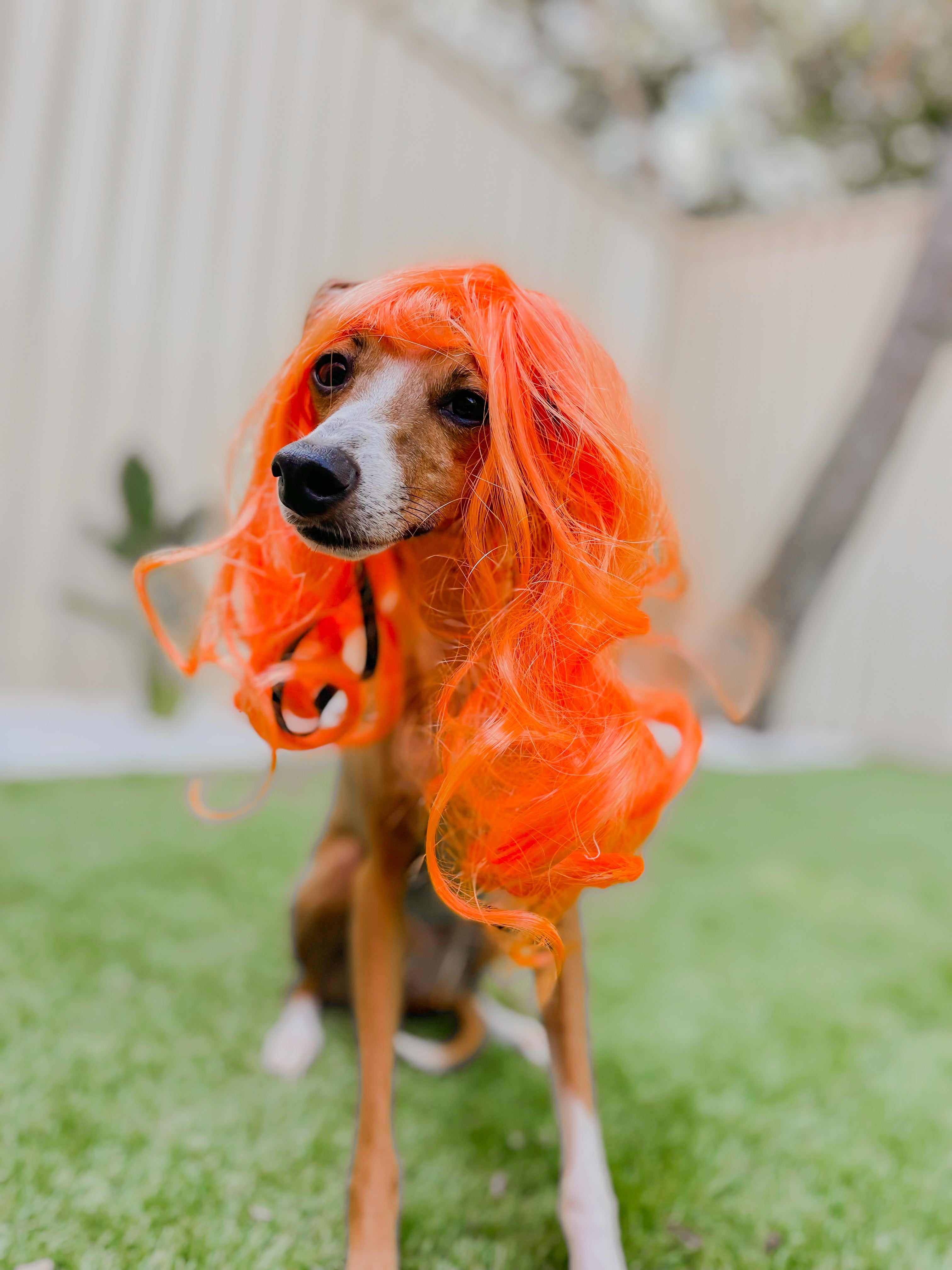 Dog Wigs