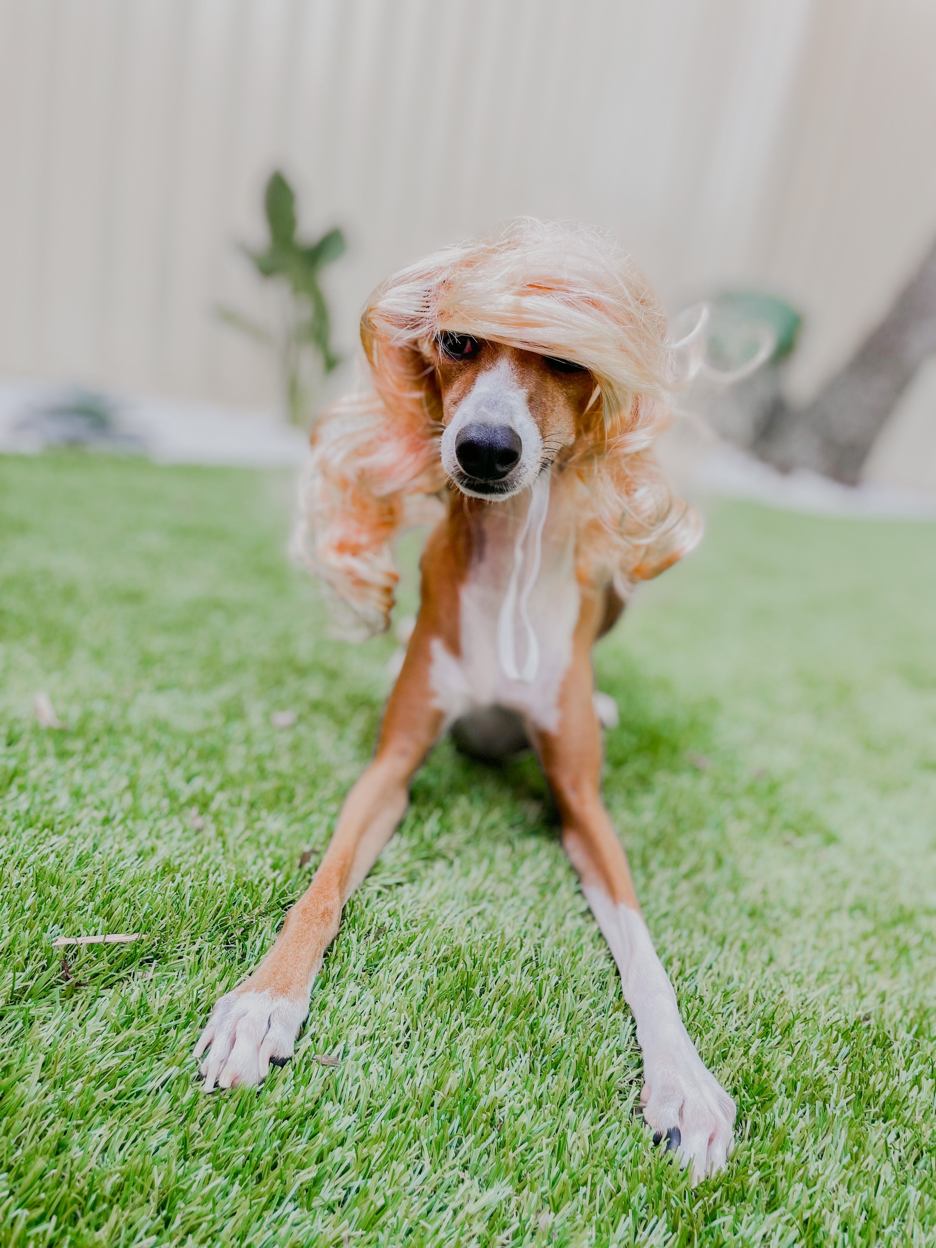 Dog Wigs