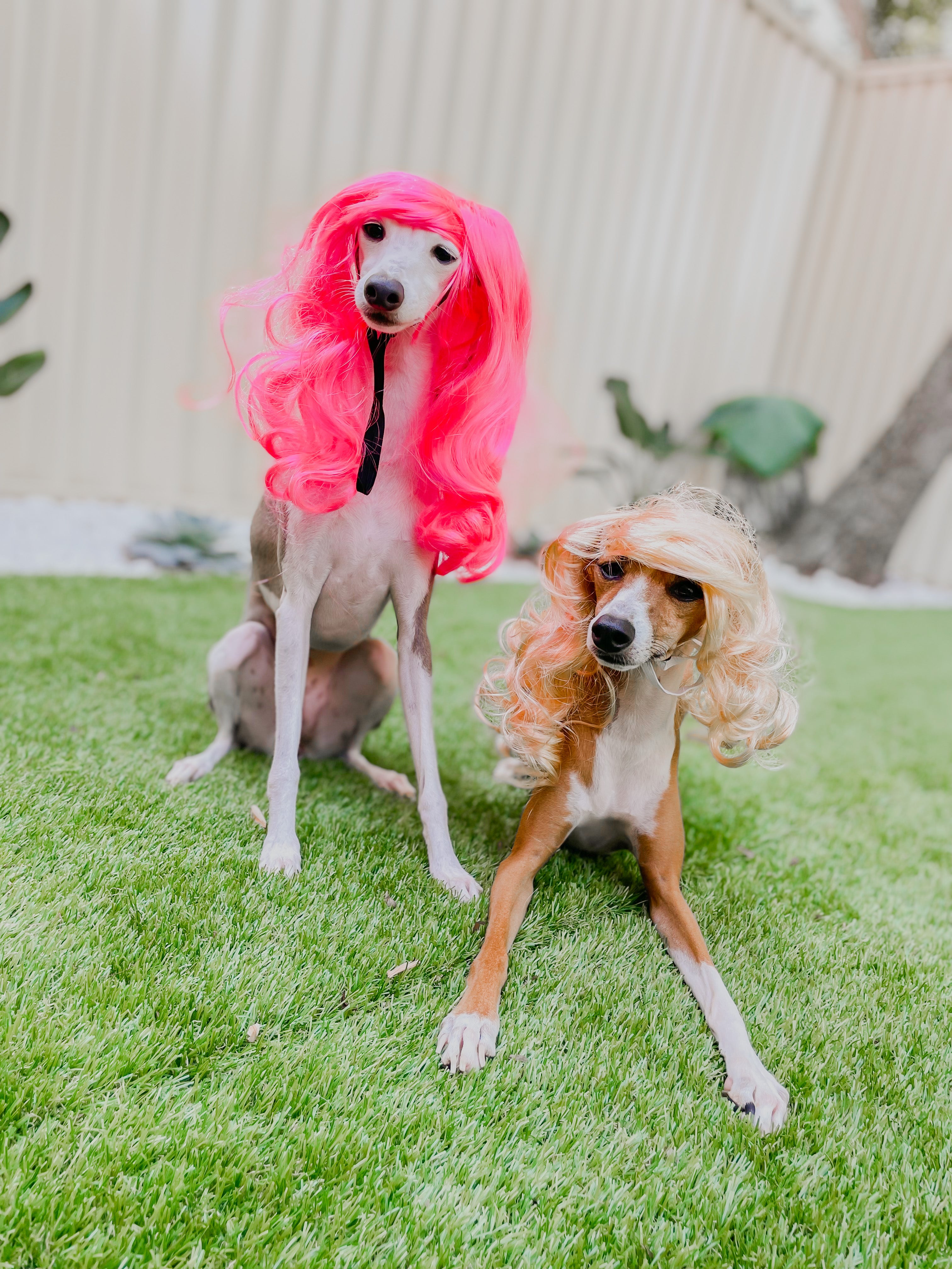Dog Wigs