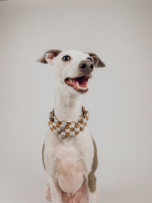 Desert - Martingale Dog Collar