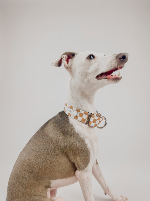 Desert - Martingale Dog Collar