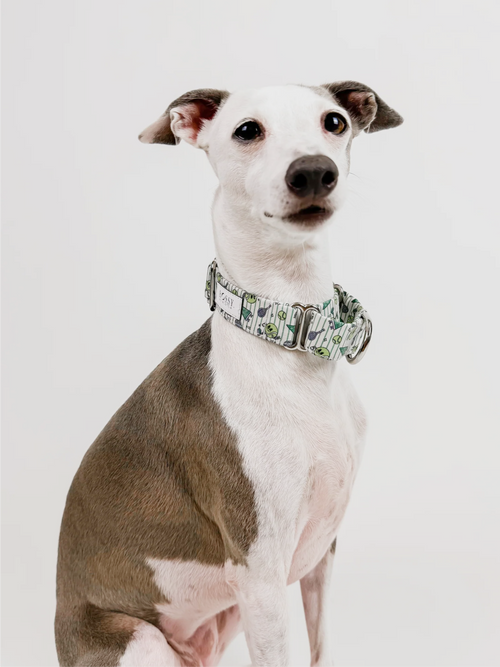 Ball is Life – Martingale Dog Collar