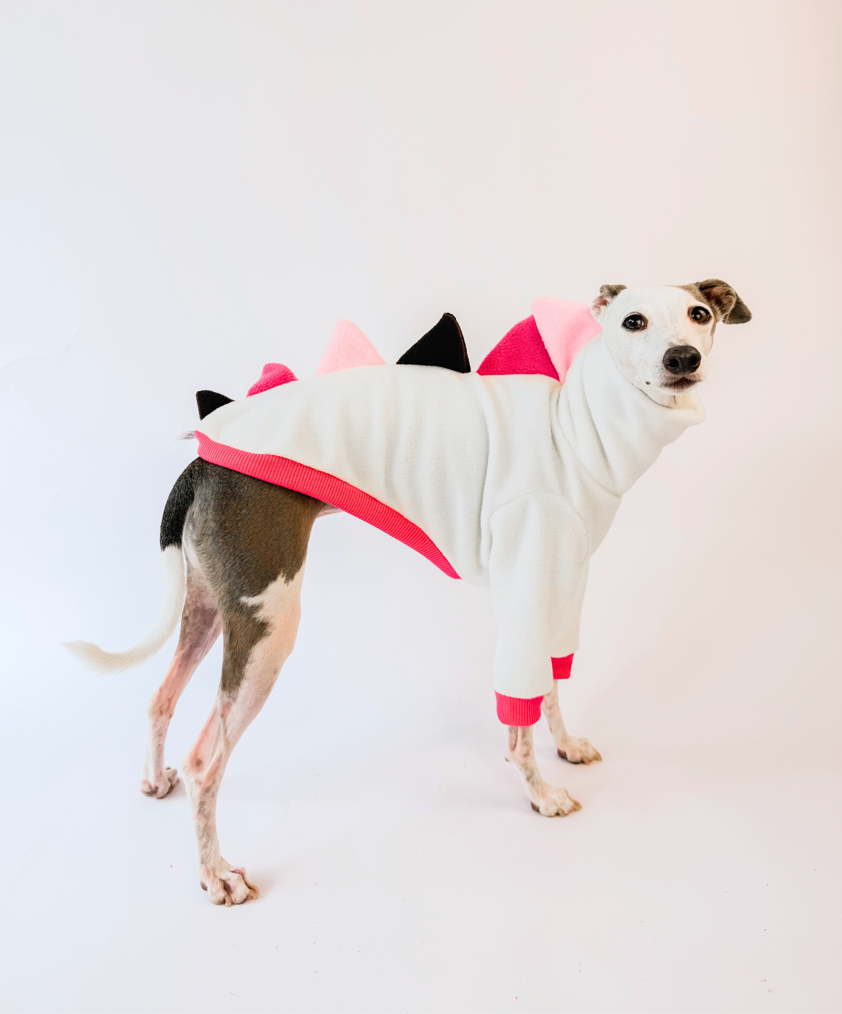 Boston's Birthday Dino – Half Suit