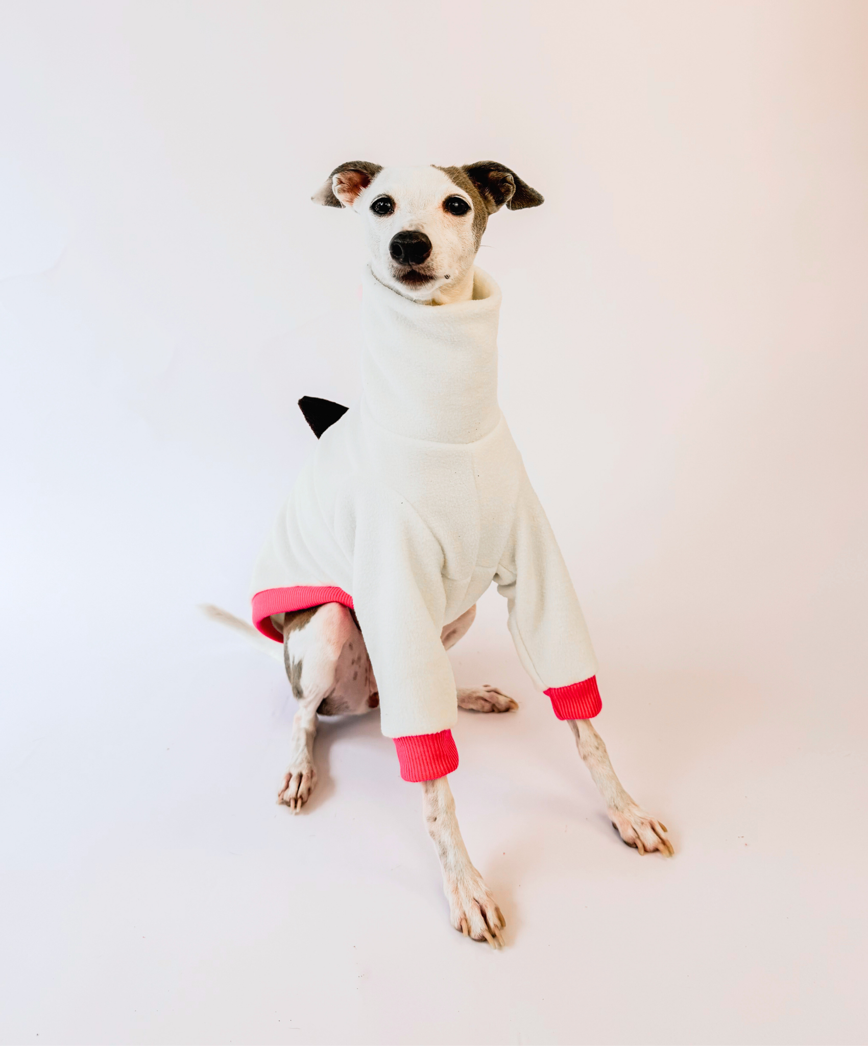 Boston's Birthday Dino – Half Suit