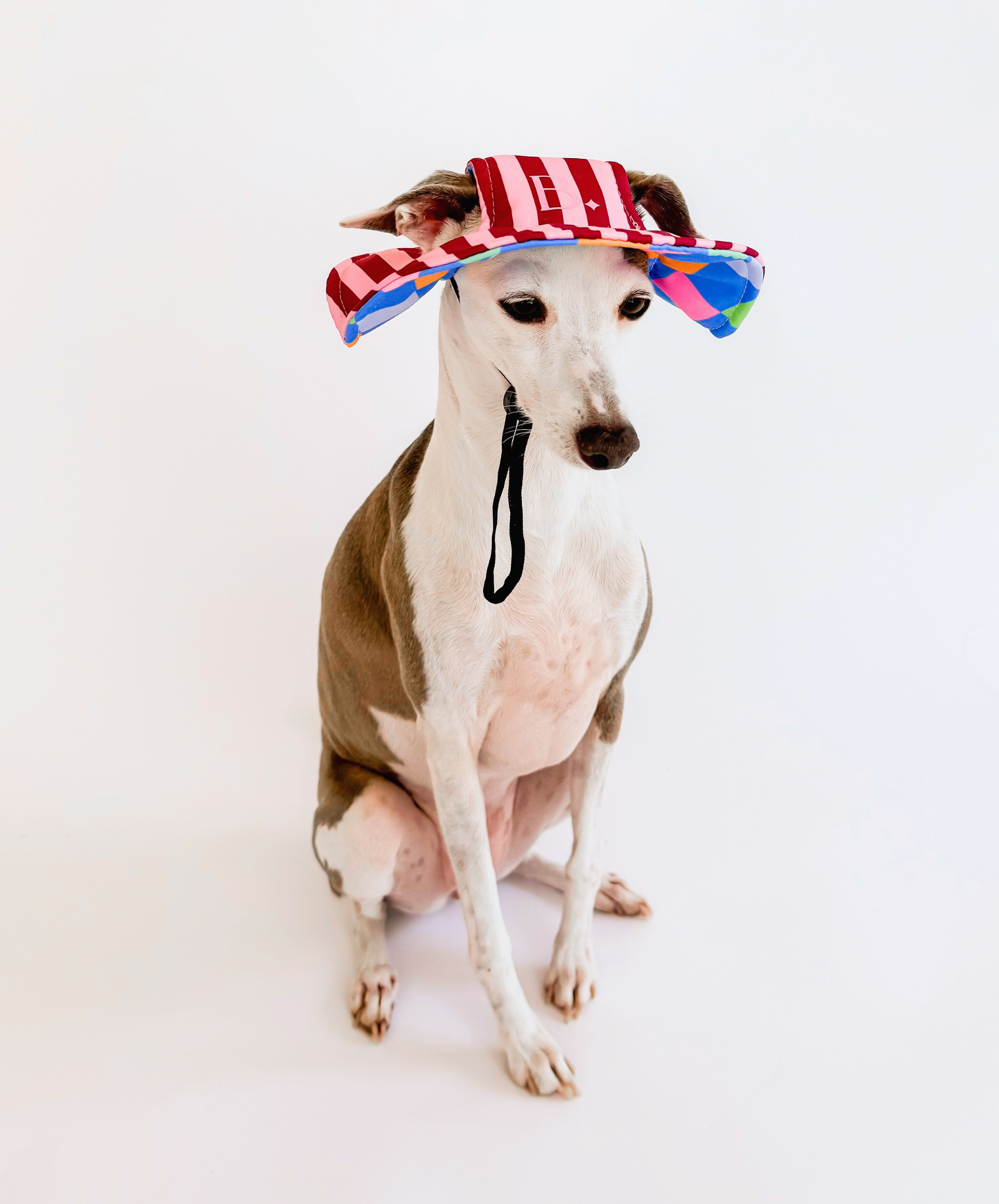 The Bossy Bucket – Reversible Dog Hat