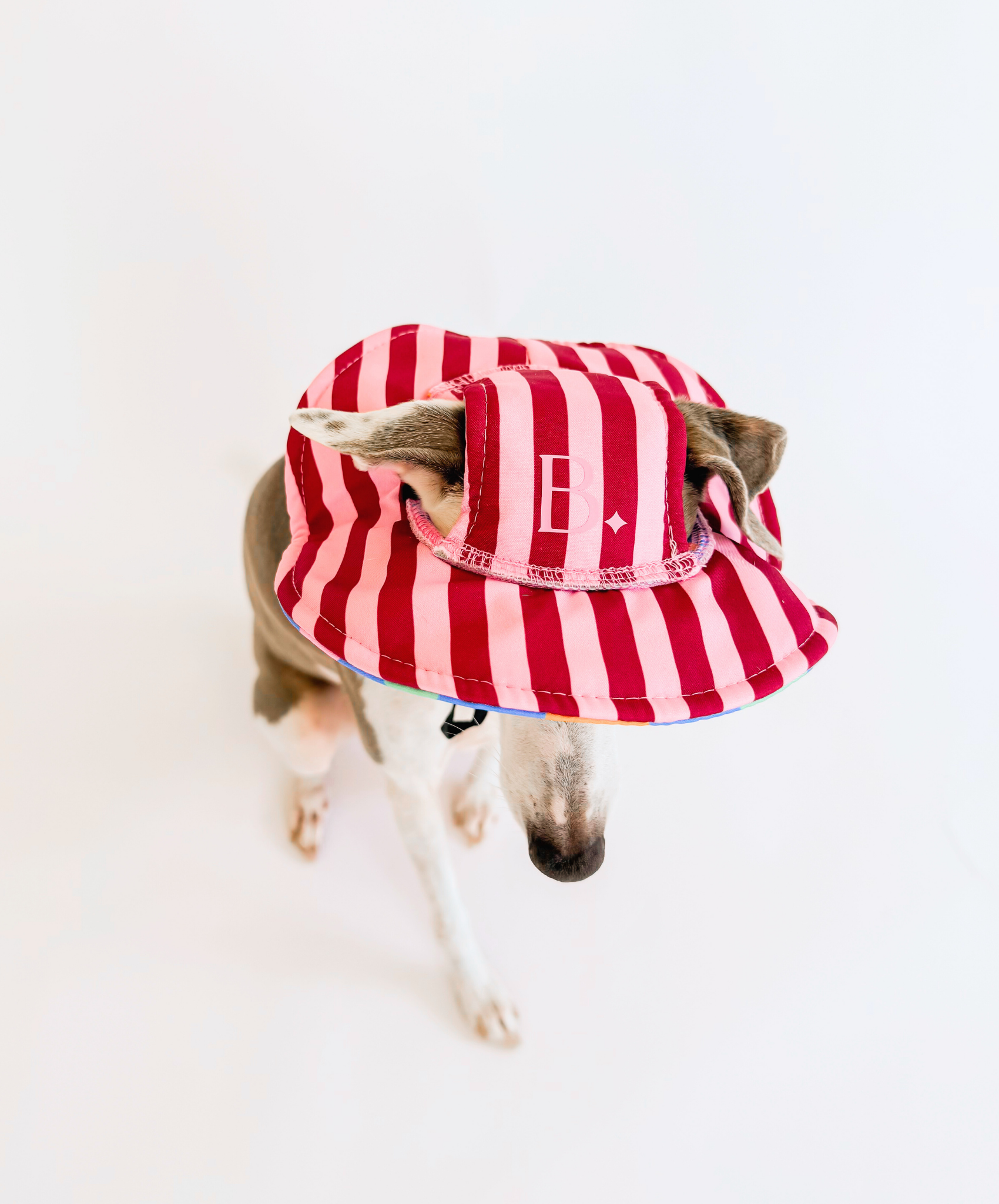 The Bossy Bucket – Reversible Dog Hat