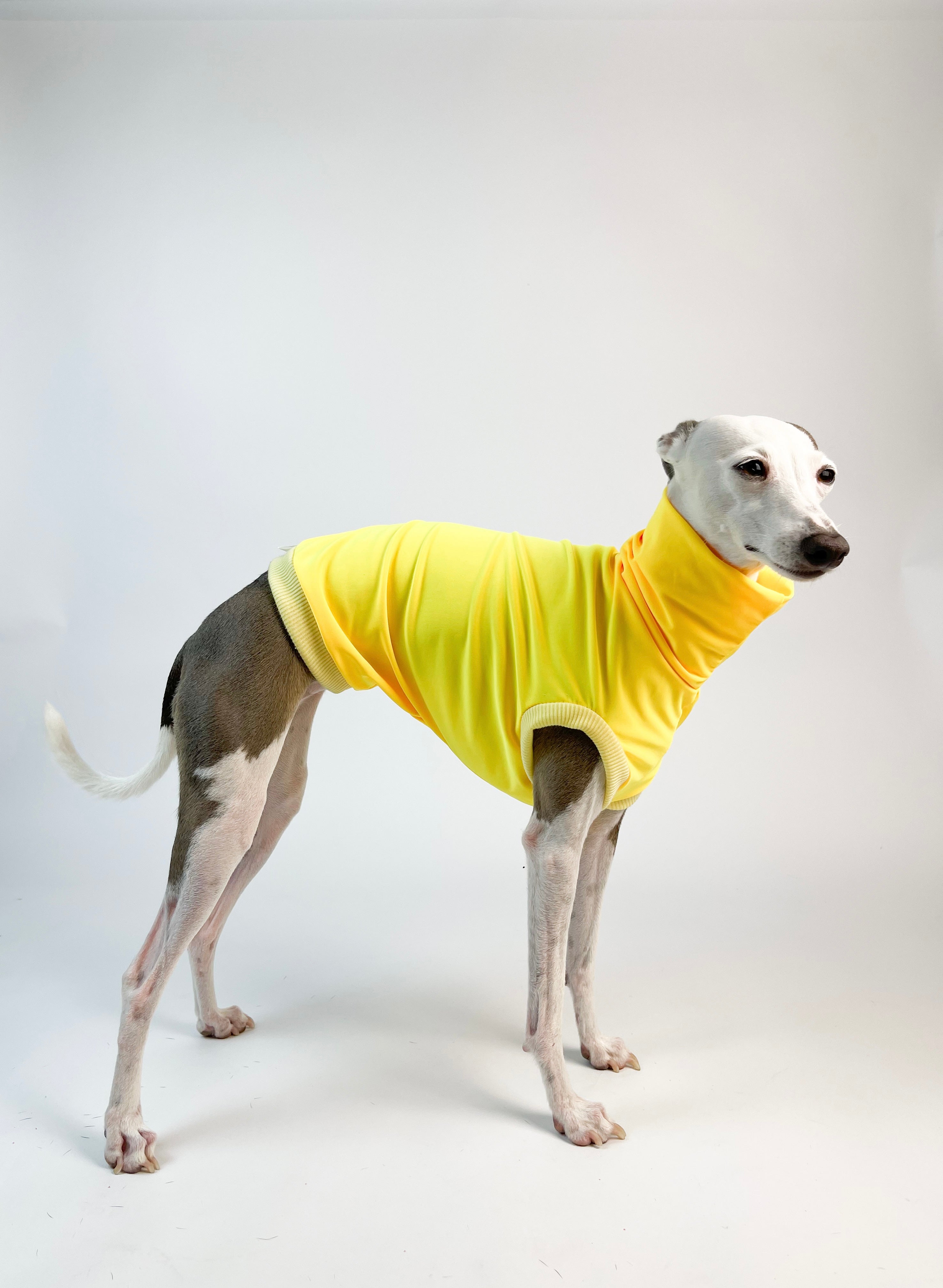 Italian Greyhound Bossy by Boston