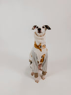 Bossy Bear Picnic - Half Suit