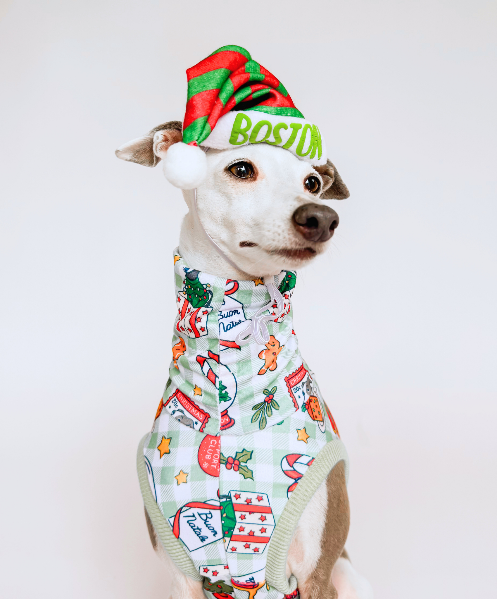 Bossy Customised – Bossy’s Santa Paws Hat