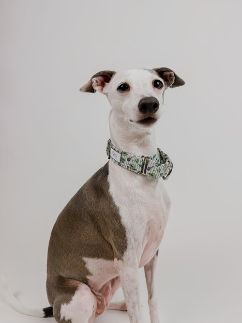 Ball is Life - Martingale Dog Collar