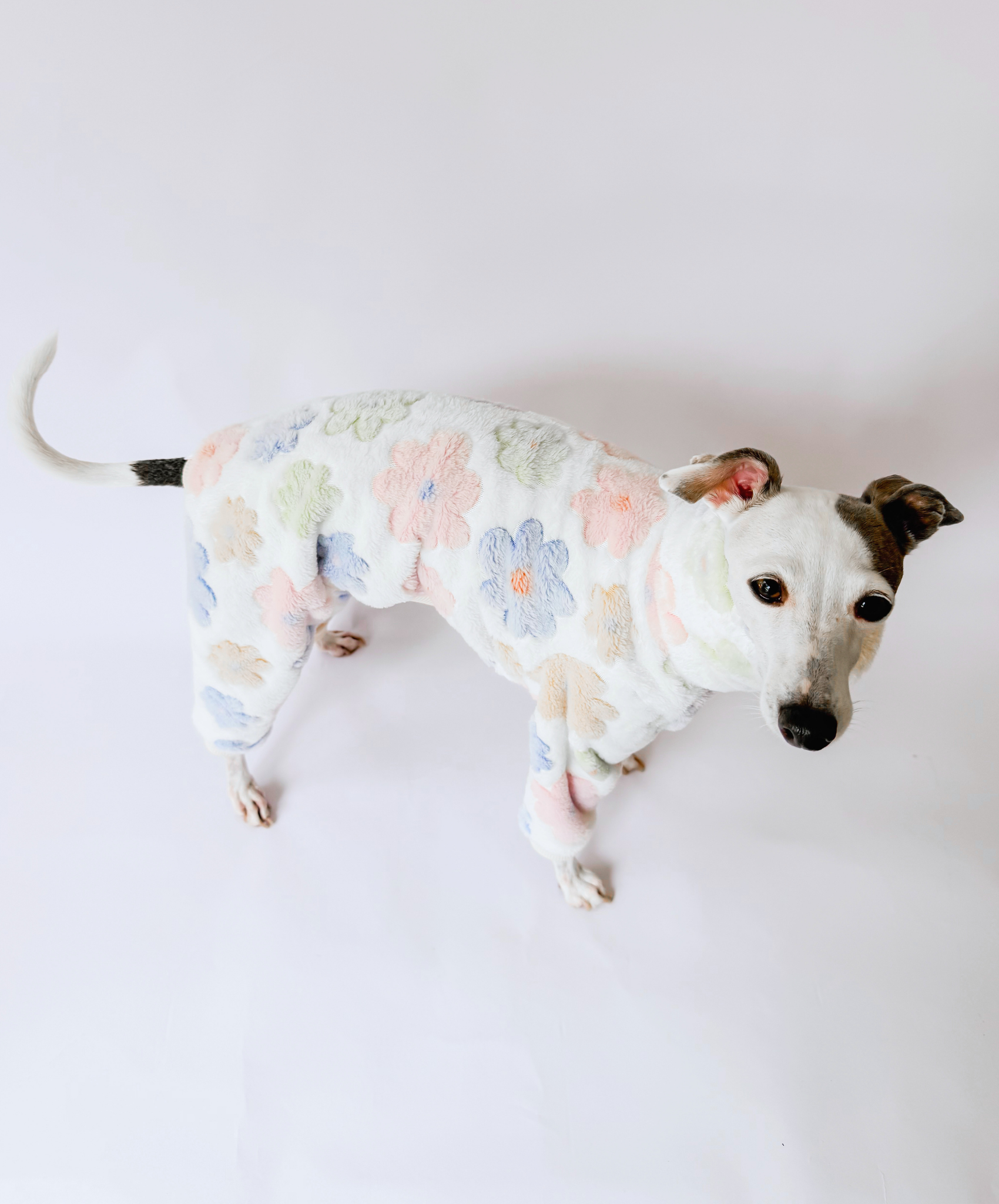 Maison Bloom - Full Suit