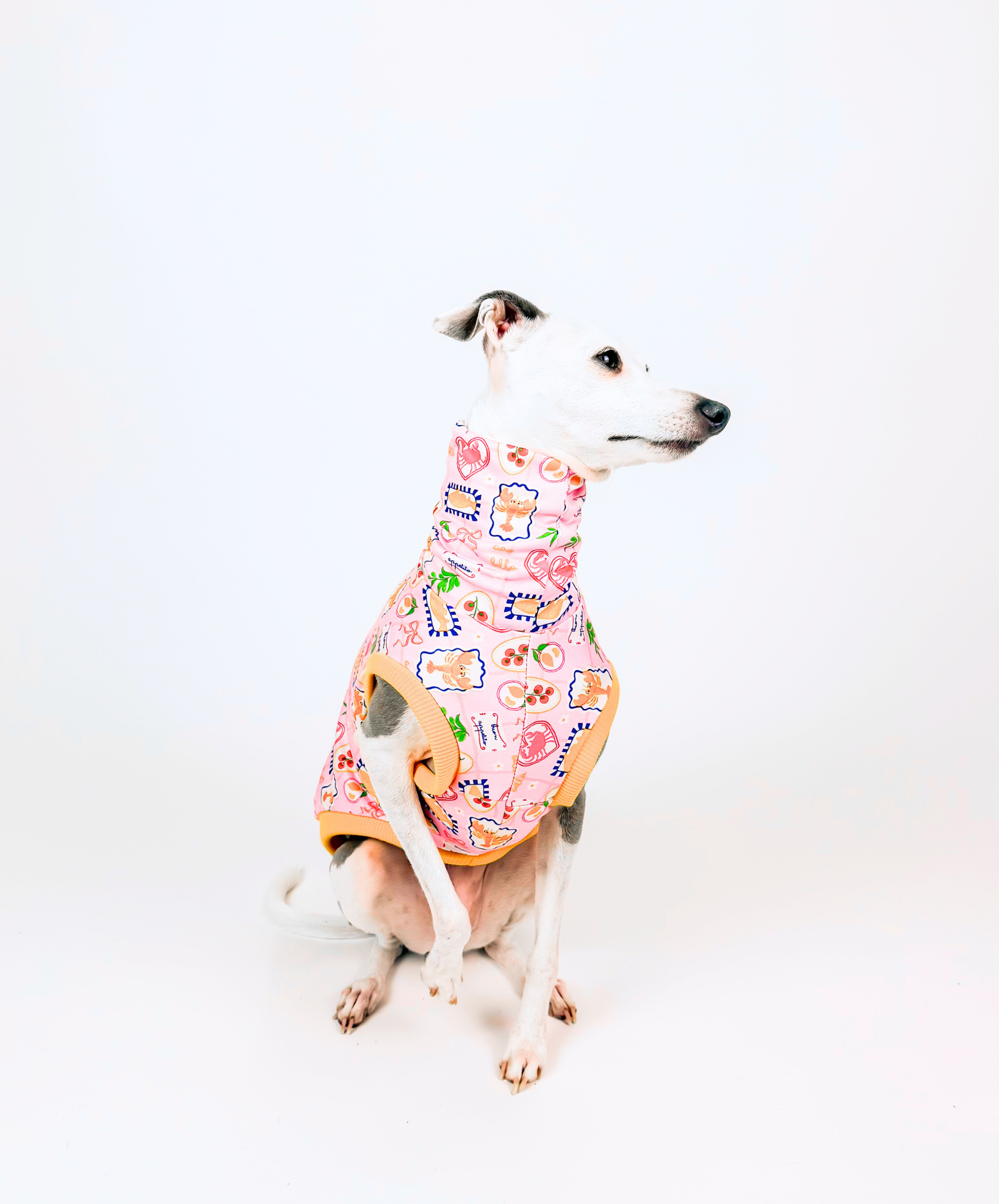 Dog wearing a colorful patterned dress on a white background